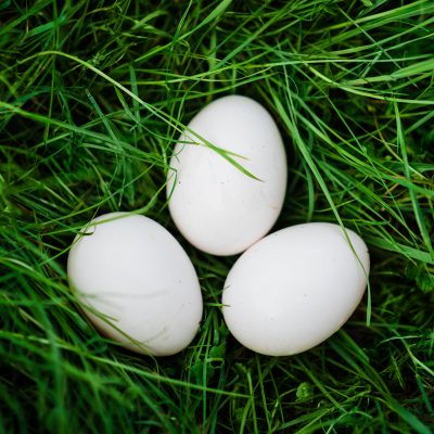 Polish eggs in Singapore Polandshiok Polish festival | polandshiok.sg
