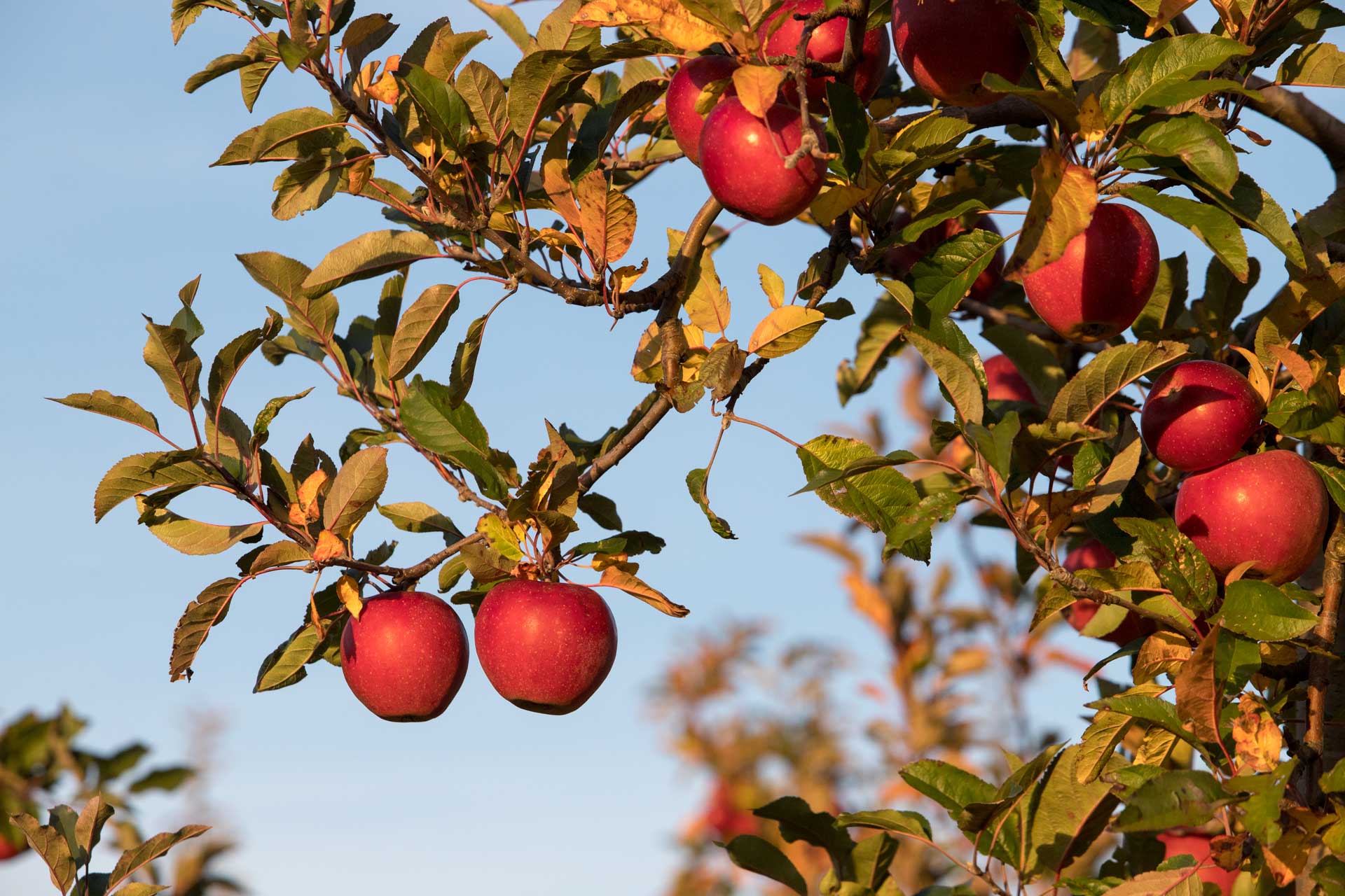 Polish national fruit - apple PolandSHIOK polish festival in Singapore