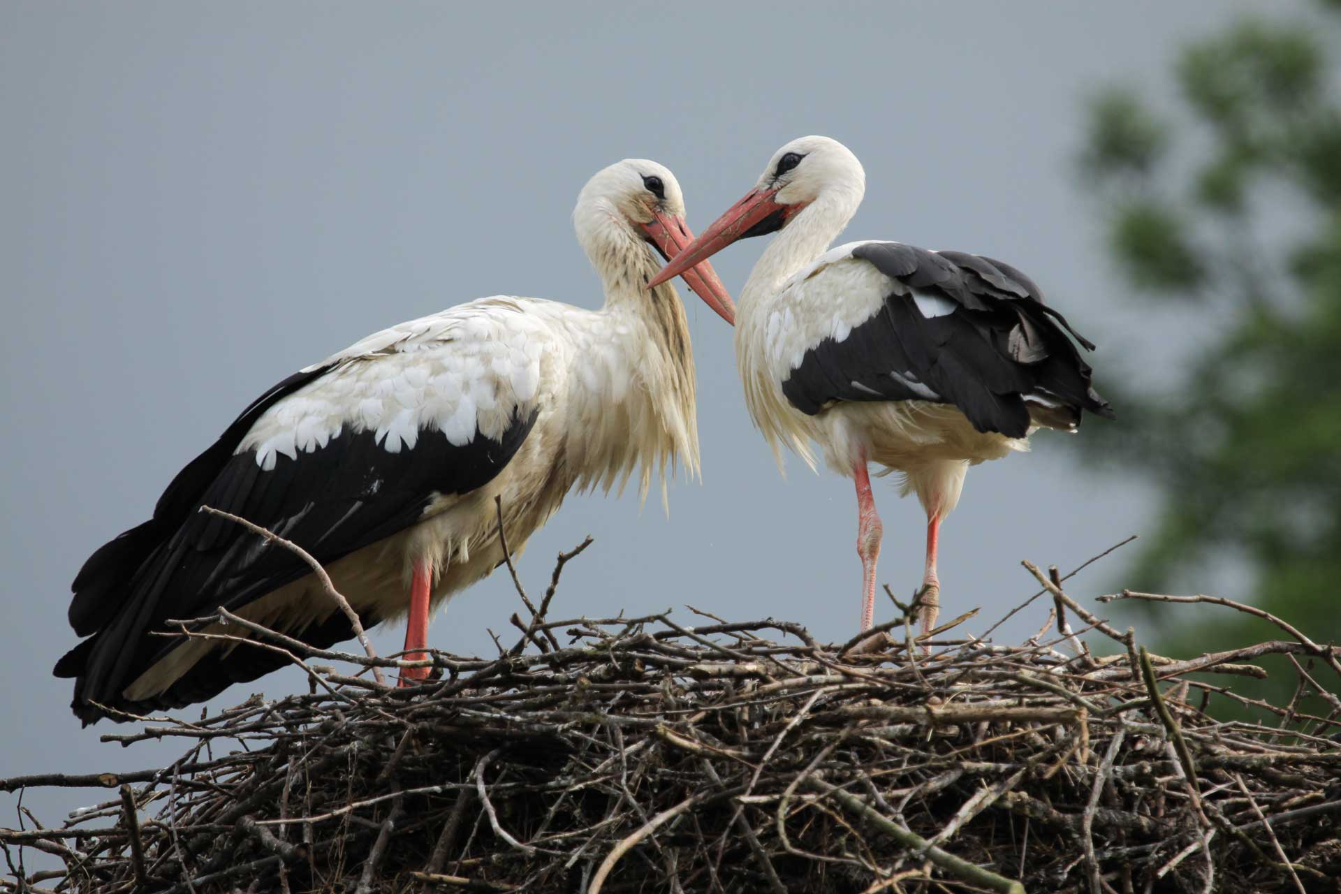 White Stork PolandSHIOK polish festival in Singapore