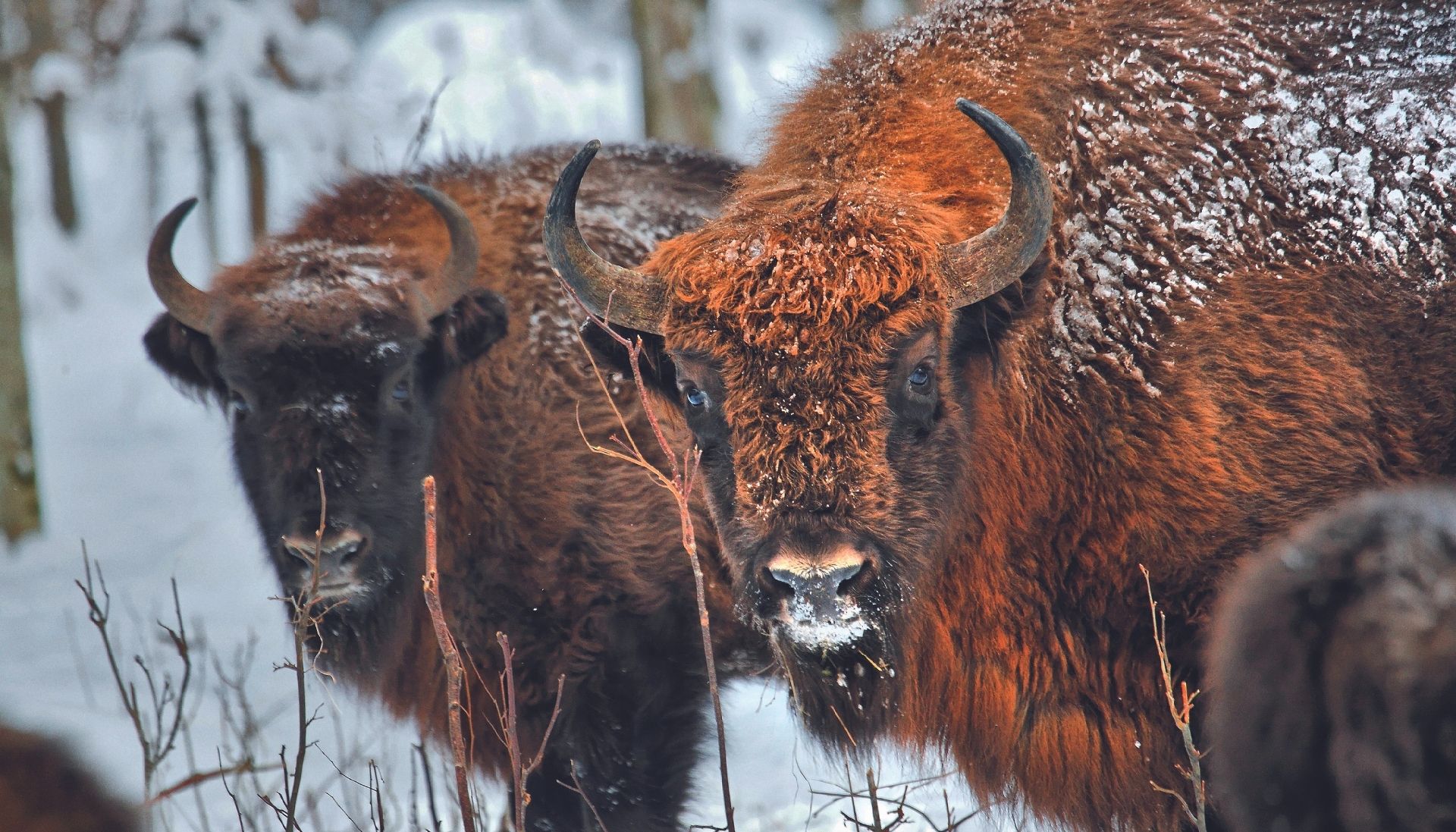 Zubry Białowieski PN